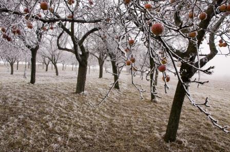 Tips for Late-Season Pruning
